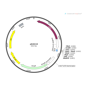 pBAD18 载体