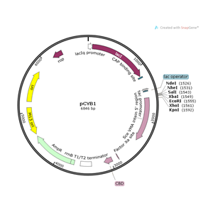 pCYB1 载体