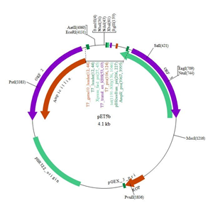 pET-5b(+) 载体,pET-5b(+)