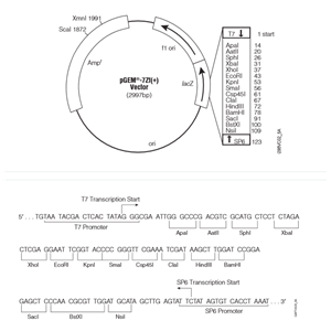 pEGM-7ZF(+) 載體