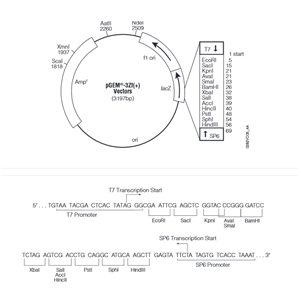 pEGM-3ZF(+) 載體