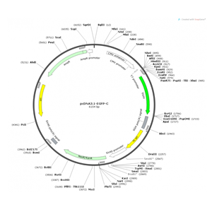 pcDNA31-EGFP-C 载体