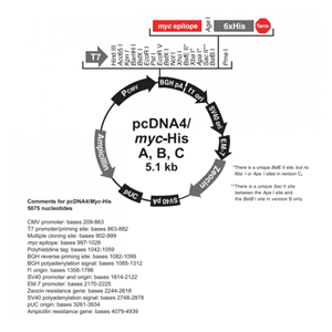 pcDNA4/myc-His A 载体