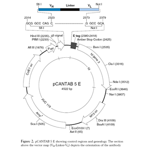 pCANTAB 5E 载体,pCANTAB 5E