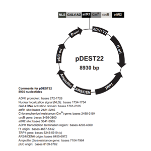 pDEST22 载体