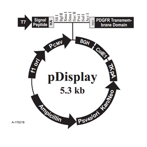 pDisplay 载体,pDisplay