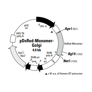 pDsRed-Monomer-Golgi 载体,pDsRed-Monomer-Golgi