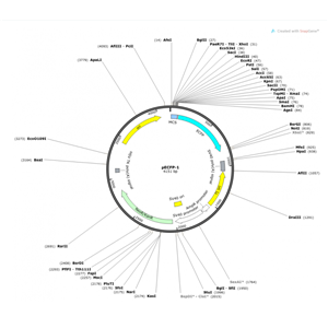 pECFP-1 载体