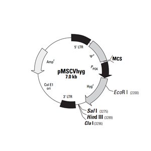 pMSCVhyg 载体,pMSCVhyg