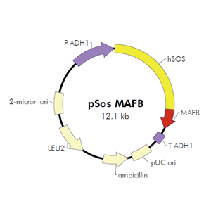 pSos MAFB 载体