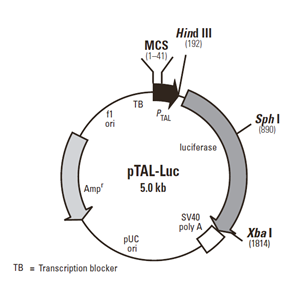 pTAL-Luc 载体