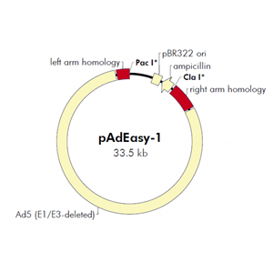 pAdEasy-1 载体,pAdEasy-1