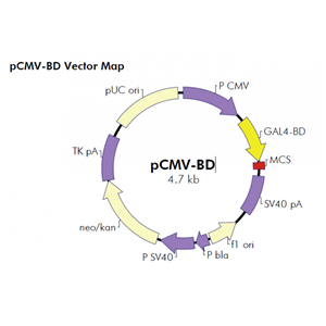 pCMV-BD 载体
