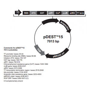 pDEST15 载体