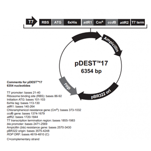 pDEST17 载体,pDEST17