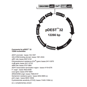 pDEST32 载体,pDEST32