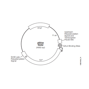 pG5luc 载体