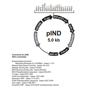 pIND 载体,pIND