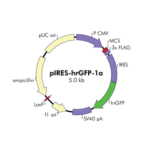 pIRES-hrGFP-1a 载体