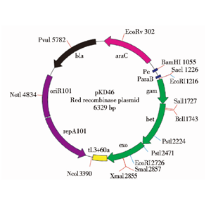 pKD46 载体,pKD46