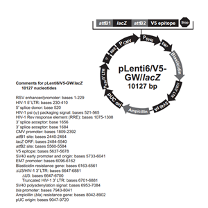 pLenti6/V5-GW/lacZ 载体,pLenti6/V5-GW/lacZ