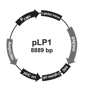 pLP1 载体,pLP1