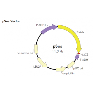 pSos 载体,pSos