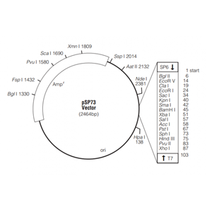 pSP73 载体,pSP73