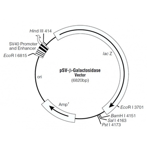 pSV-β-Galactosidase 载体