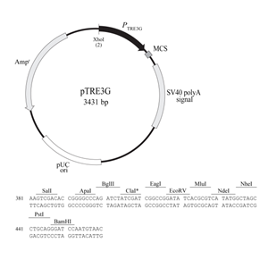 pTRE3G 载体,pTRE3
