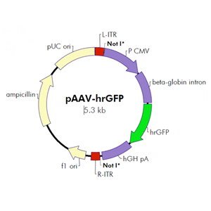 pAAV-hrGFP 载体