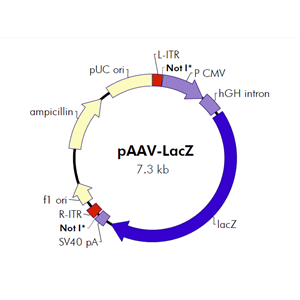 pAAV-LacZ 载体