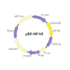 pBD-NF-kB 载体,pBD-NF-kB