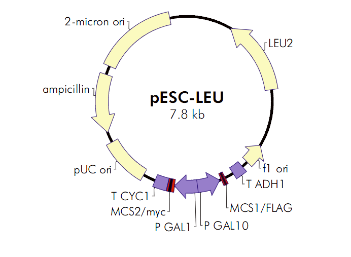 pESC-LEU 載體,pESC-LEU