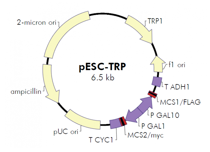 pESC-TRP 载体,pESC-TRP