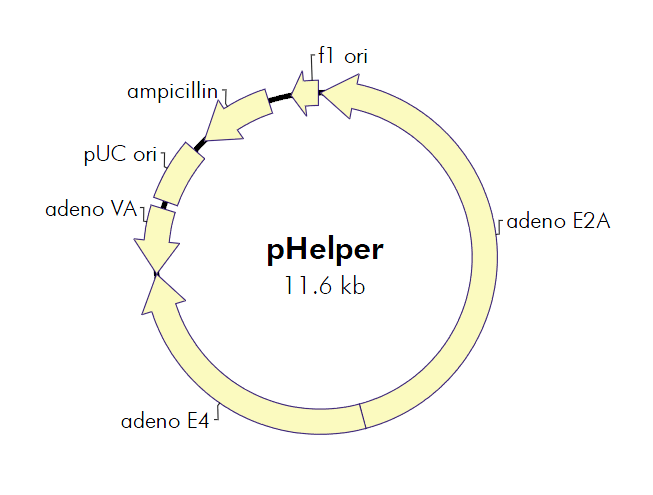 pHelper 载体,pHelper