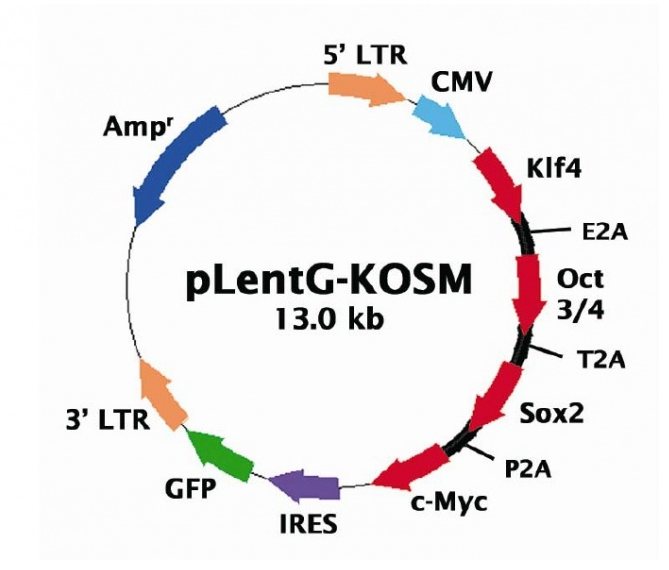 pLentG-KOSM 載體,pLentG-KOSM