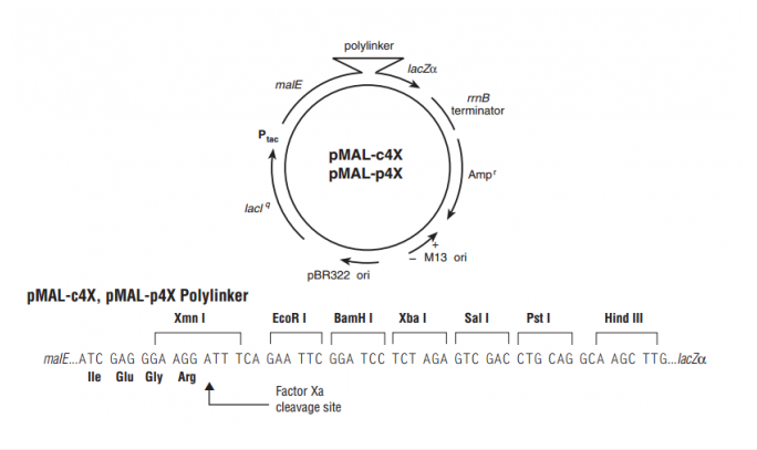 pMAL-c4x 載體,pMAL-c4