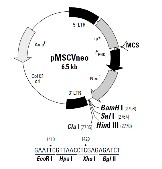 pMSCVneo 載體,pMSCVneo