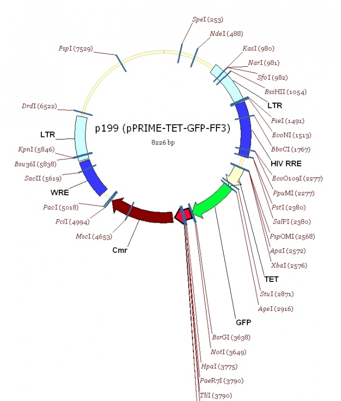 pPRIME-TET-GFP-FF3 载体,pPRIME-TET-GFP-FF3