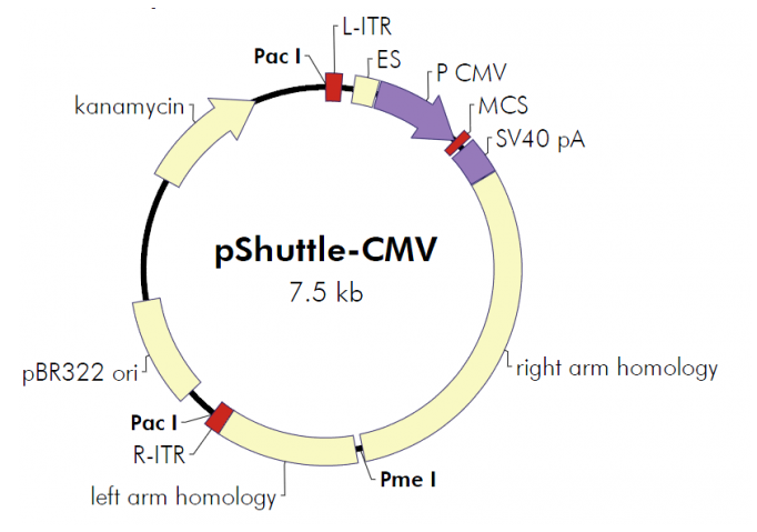 pShuttle-CMV 载体,pShuttle-CMV