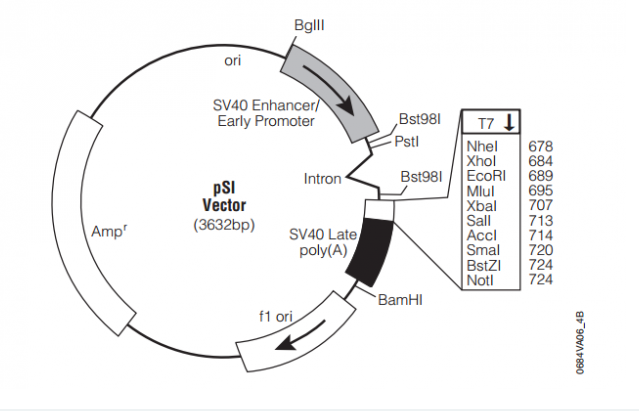 pSI 載體,pSI