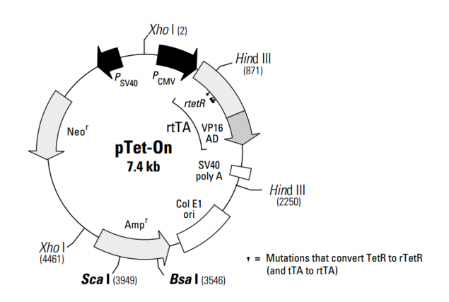 pTet-On 載體,pTet-On