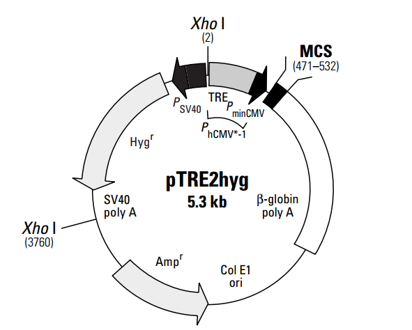 pTRE2hyg 载体,pTRE2hyg