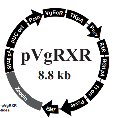 pVgRXR 载体,pVgRXR