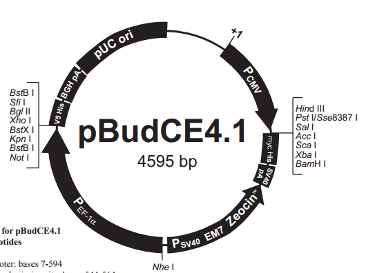 pBudCE41 載體,pBudCE41