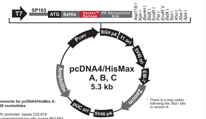 pcDNA4/HisMax B 載體,pcDNA4/HisMax B