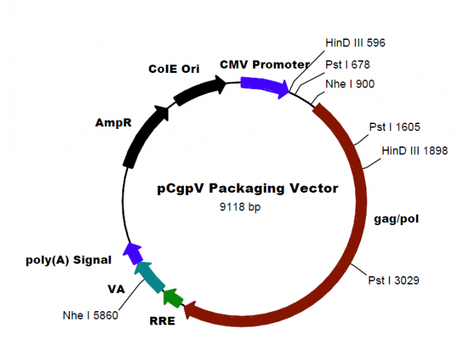 pCgpV 載體,pCgpV