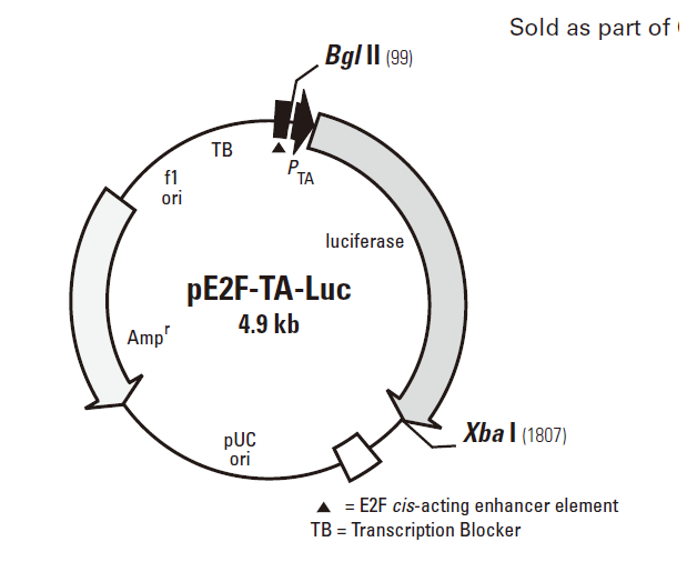 pE2F-TA-Luc 载体,pE2F-TA-Luc