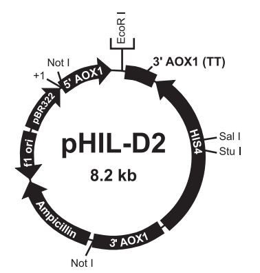 pHIL-D2 载体,pHIL-D